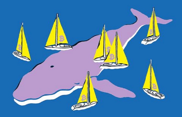 چهل درصد بازار بیت‌کوین در دست نهنگ‌ها