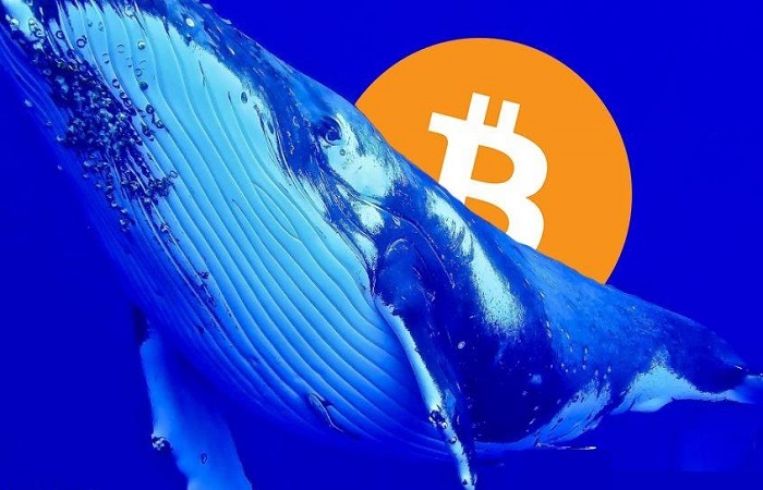بازار بیت‌کوین در دست نهنگ‌ها