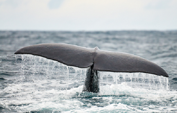 نهنگ‌های بیت کوین مقصر نوسانات نیستند